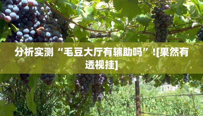 分析实测“毛豆大厅有辅助吗”![果然有透视挂]