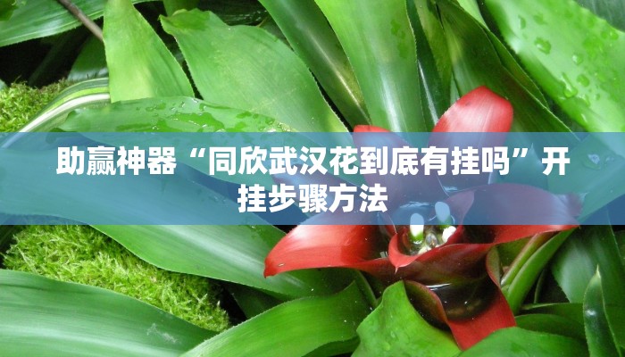 教程辅助“畅玩互娱十三水到底有挂吗”分享用挂教程