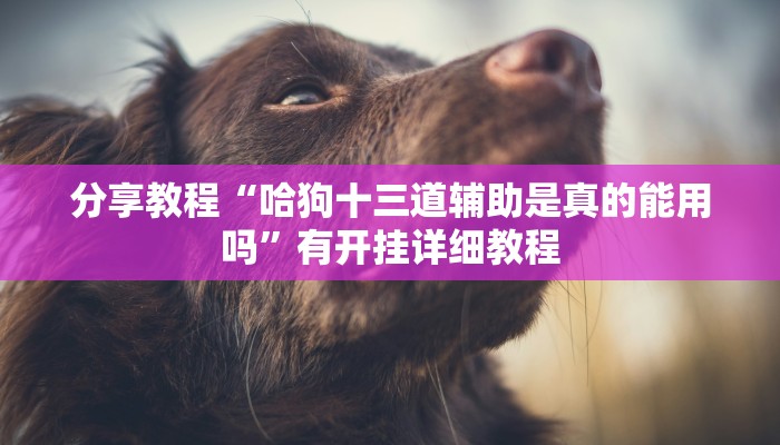 分享教程“哈狗十三道辅助是真的能用吗”有开挂详细教程