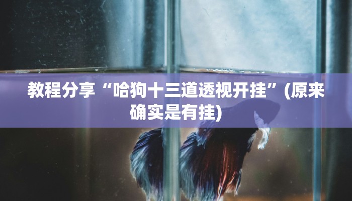 教程分享“哈狗十三道透视开挂”(原来确实是有挂)